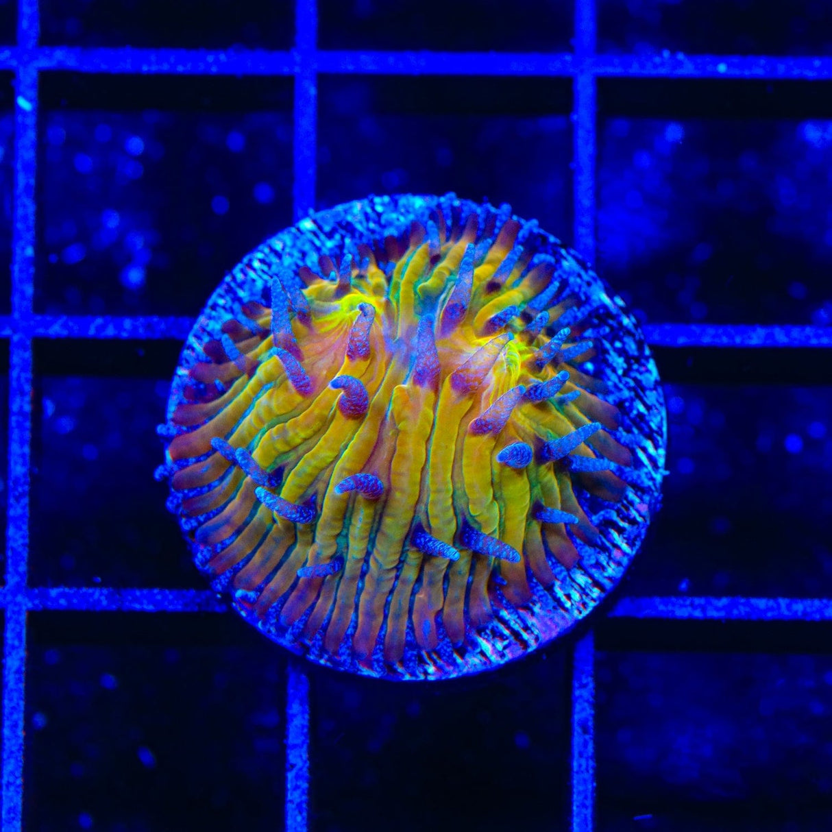 TSA Frosted Sun Aquacultured Plate Coral