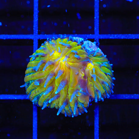 TSA Frosted Sun Aquacultured Plate Coral