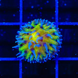 TSA Frosted Sun Aquacultured Plate Coral