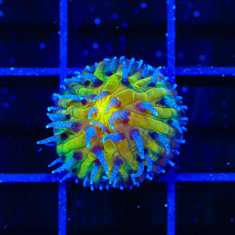 TSA Frosted Sun Aquacultured Plate Coral