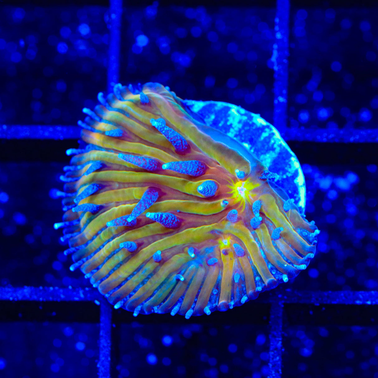 TSA Frosted Sun Aquacultured Plate Coral