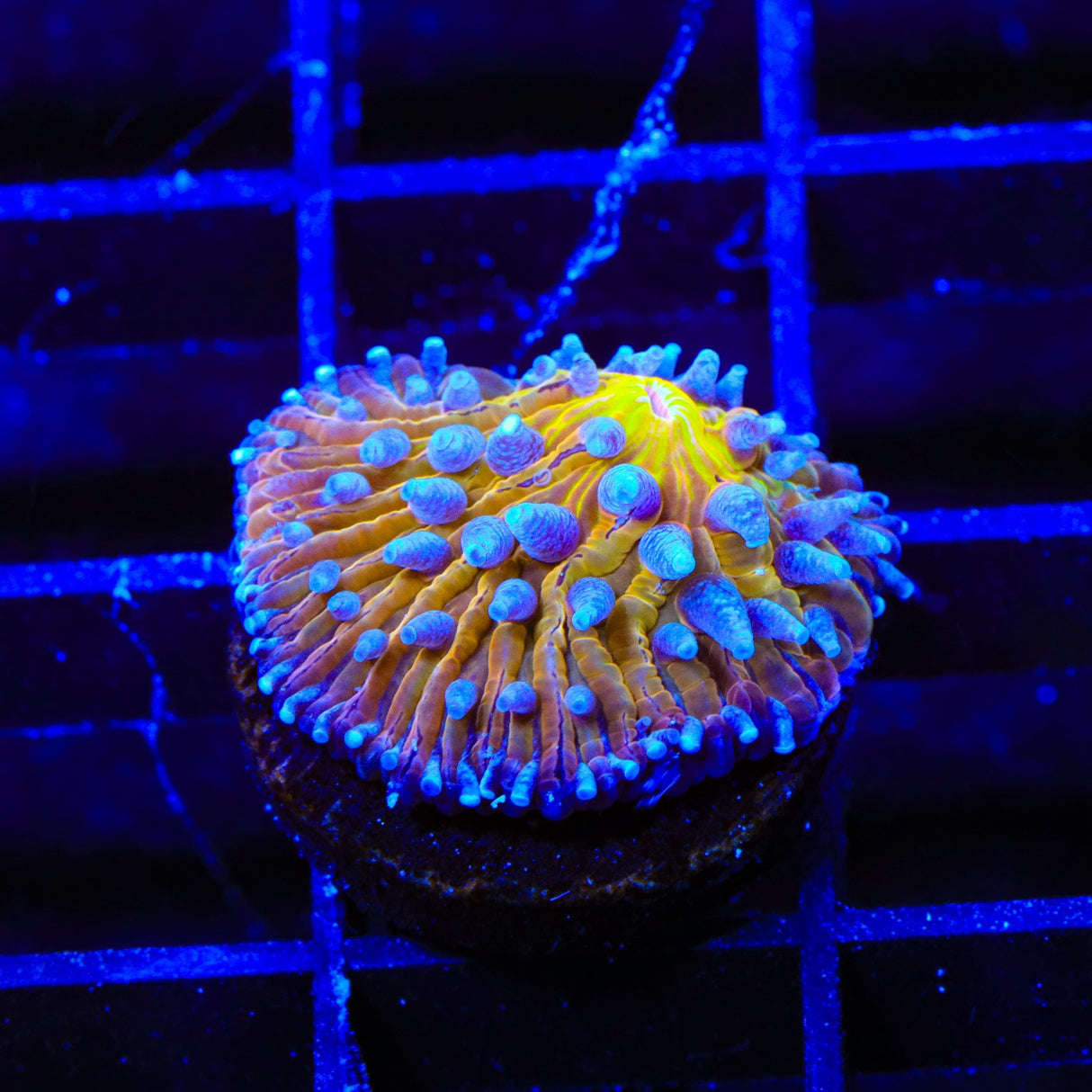 TSA Frosted Sun Aquacultured Plate Coral