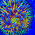 TSA Frosted Sun Aquacultured Plate Coral (Copy)