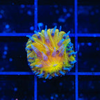 TSA Frosted Sun Plate Coral - Aquacultured