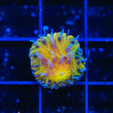 TSA Frosted Sun Plate Coral - Aquacultured