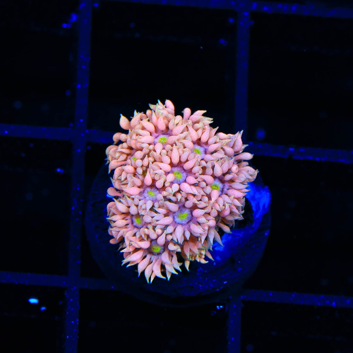TSA Frosting Goniopora Coral