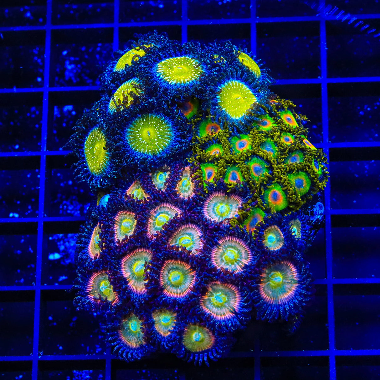 TSA Frozen Apple, Rasta and Rainbow Spectrum Zoanthids Colony Coral