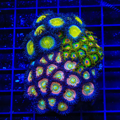 TSA Frozen Apple, Rasta and Rainbow Spectrum Zoanthids Colony Coral
