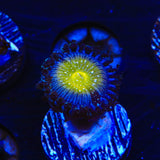 TSA Frozen Apple Zoanthids Coral