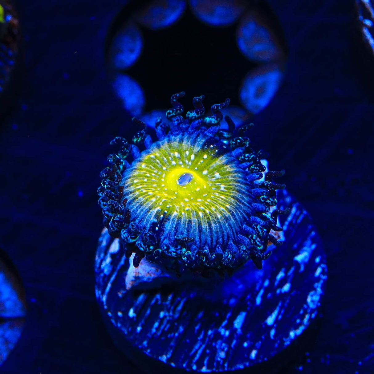 TSA Frozen Apple Zoanthids Coral