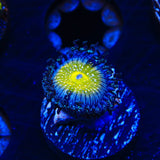 TSA Frozen Apple Zoanthids Coral