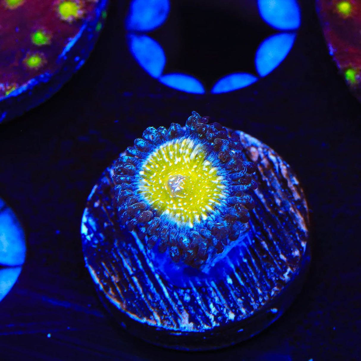 TSA Frozen Apple Zoanthids Coral