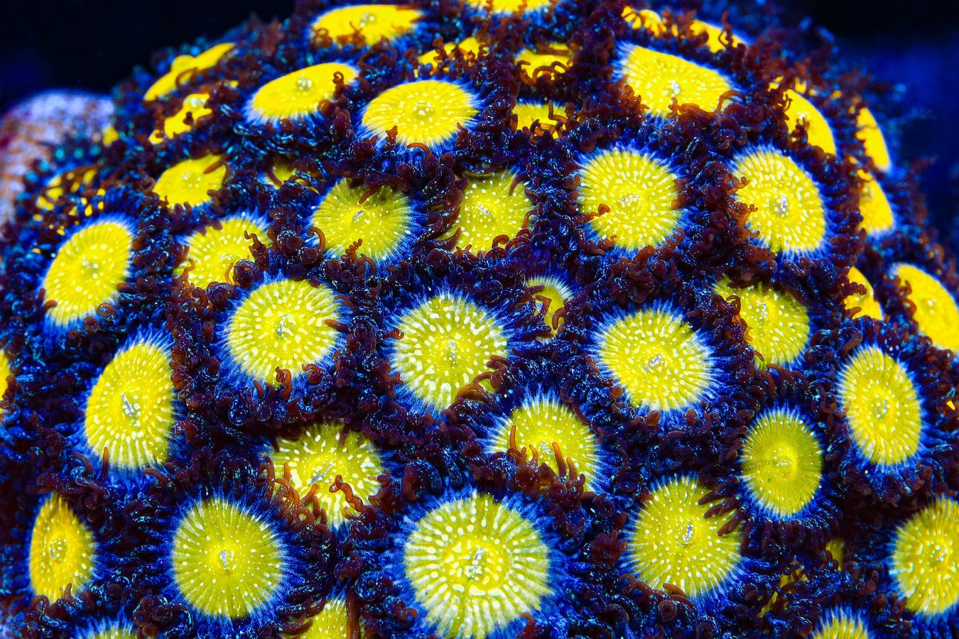 TSA Frozen Apple Zoanthids Coral – Top Shelf Aquatics