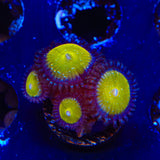 TSA Frozen Apple Zoanthids Coral