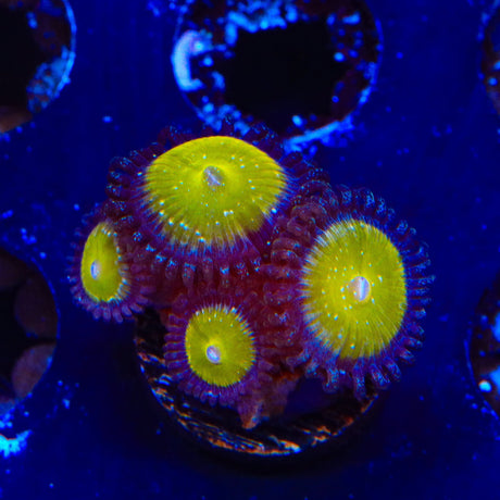 TSA Frozen Apple Zoanthids Coral