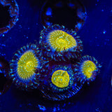 TSA Frozen Apple Zoanthids Coral