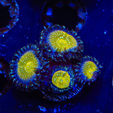 TSA Frozen Apple Zoanthids Coral