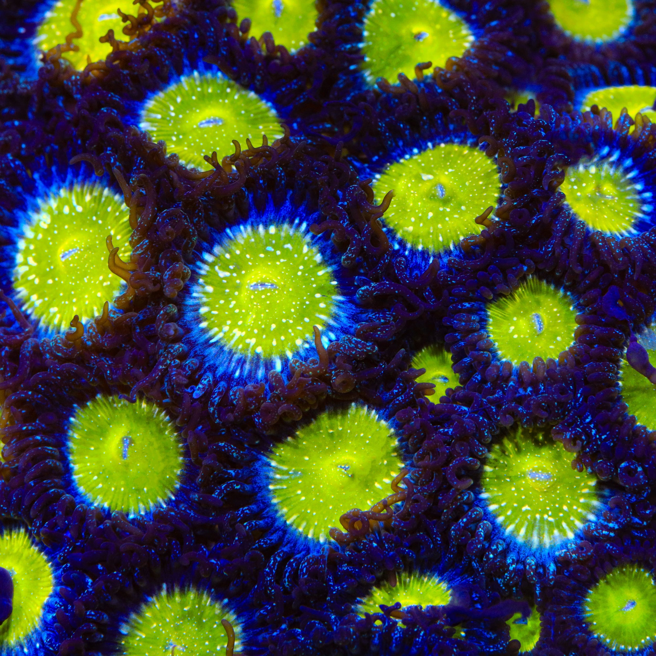 TSA Frozen Apple Zoanthids Coral
