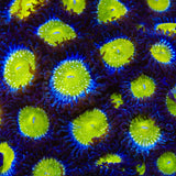 TSA Frozen Apple Zoanthids Coral
