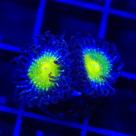 TSA Frozen Apple Zoanthids Coral