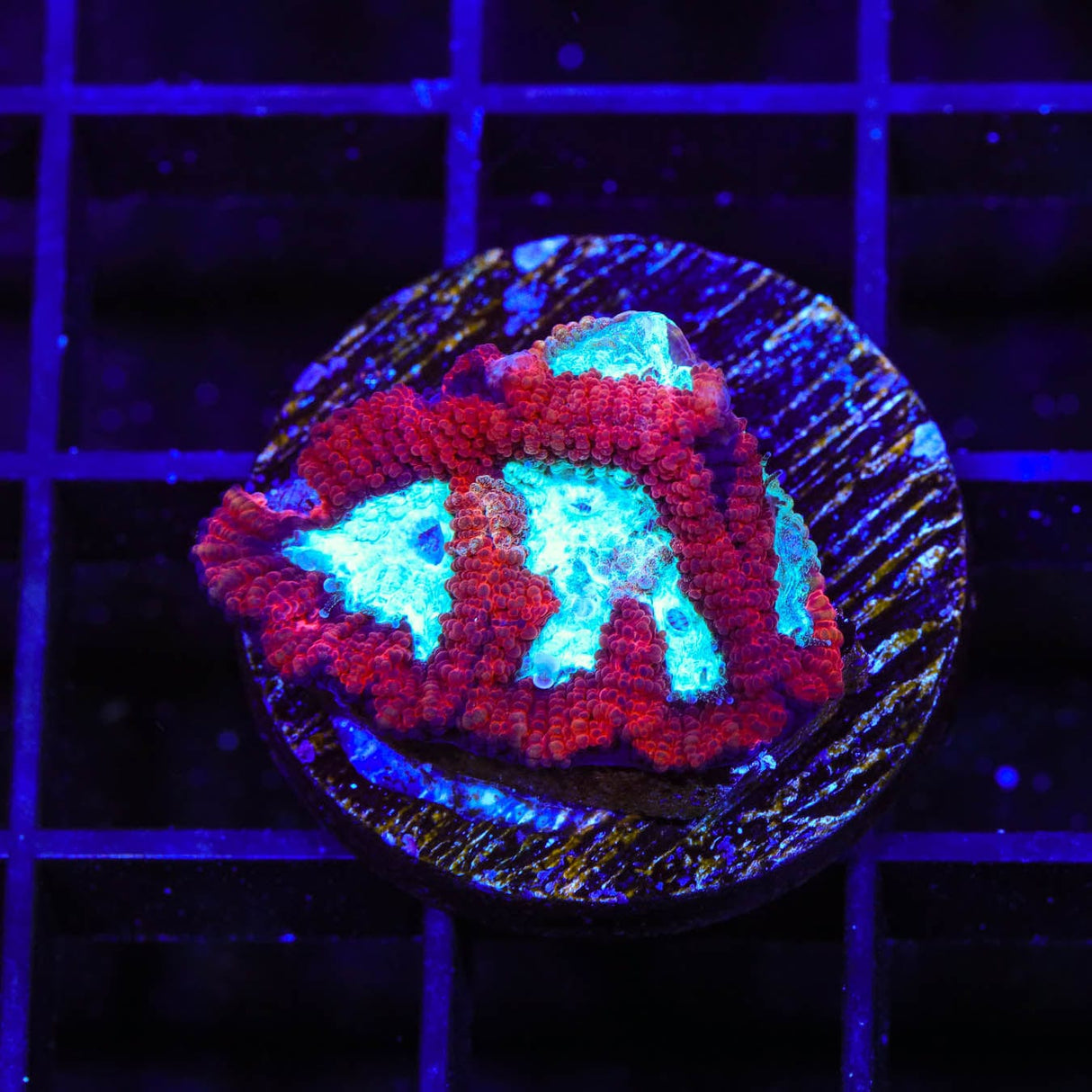 TSA Frozen Heart Favia Coral