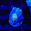 TSA Frozone Pectinia Coral