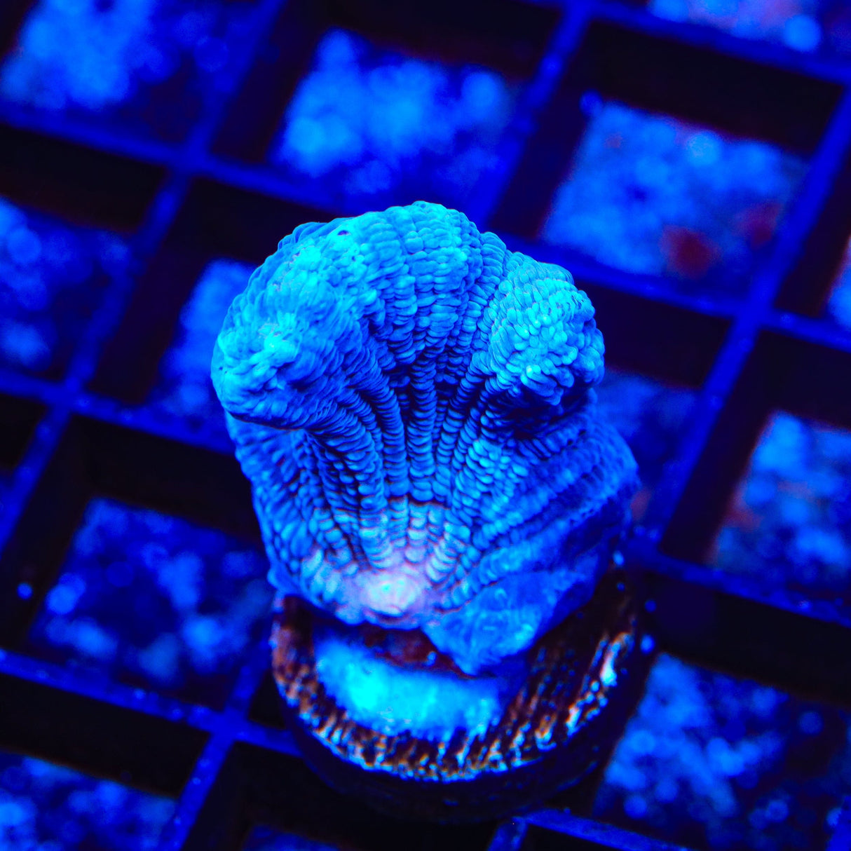 TSA Frozone Pectinia Coral