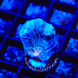 TSA Frozone Pectinia Coral
