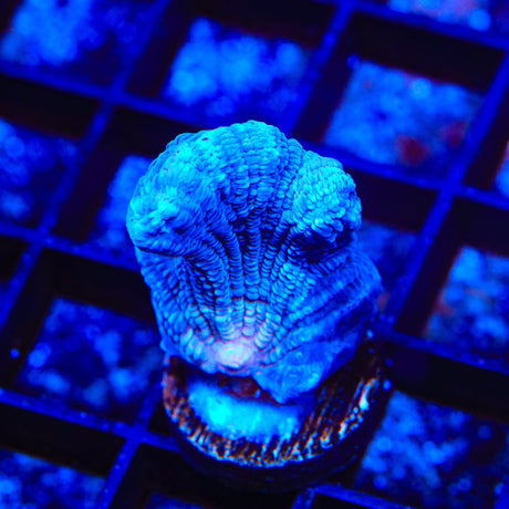 TSA Frozone Pectinia Coral