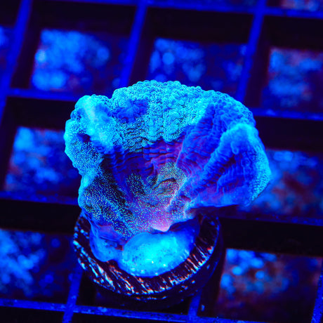 TSA Frozone Pectinia Coral