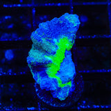 TSA Frozone Pectinia Coral