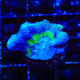 TSA Frozone Pectinia Coral