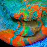 TSA Fruit Ninja Chalice Coral