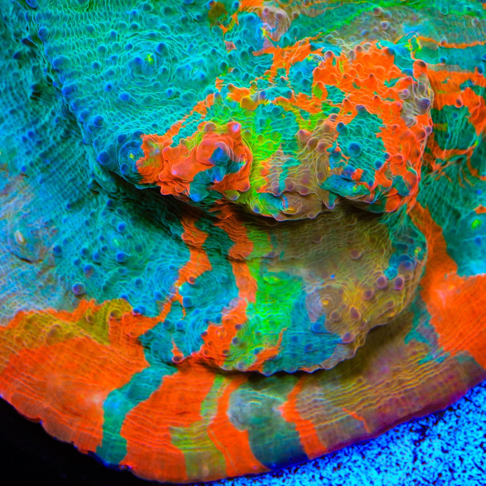 TSA Fruit Ninja Chalice Coral coral identification and care guide