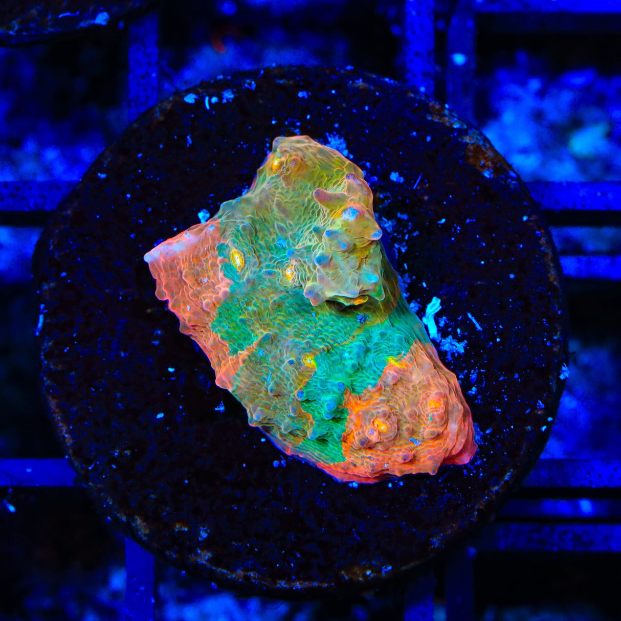 TSA Fruit Ninja Chalice Coral