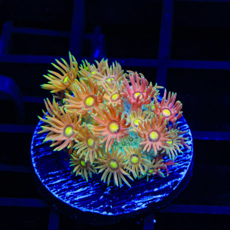 TSA Fruit Salad Goniopora Coral
