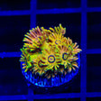 TSA Fruit Salad Goniopora Coral