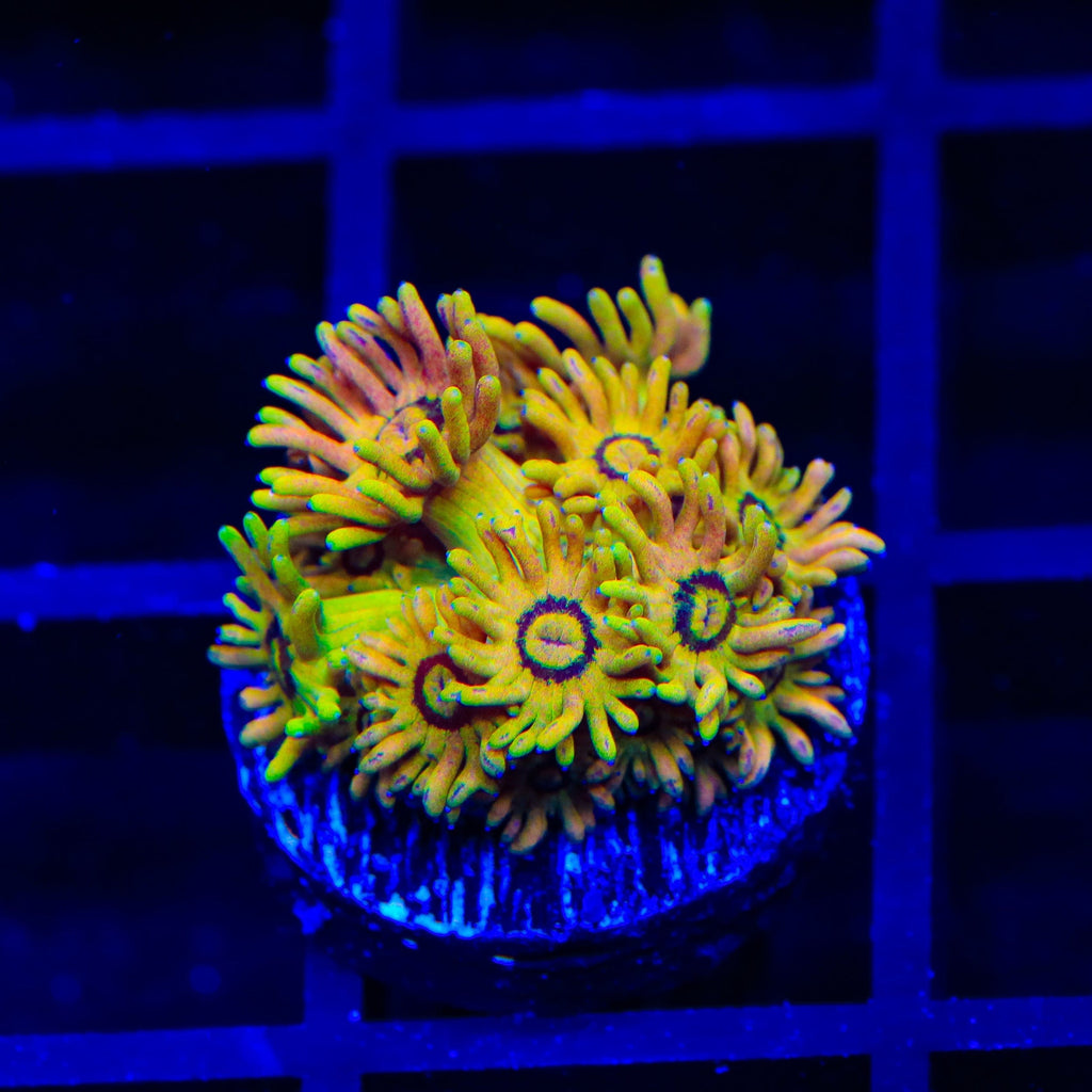 TSA Fruit Salad Goniopora Coral