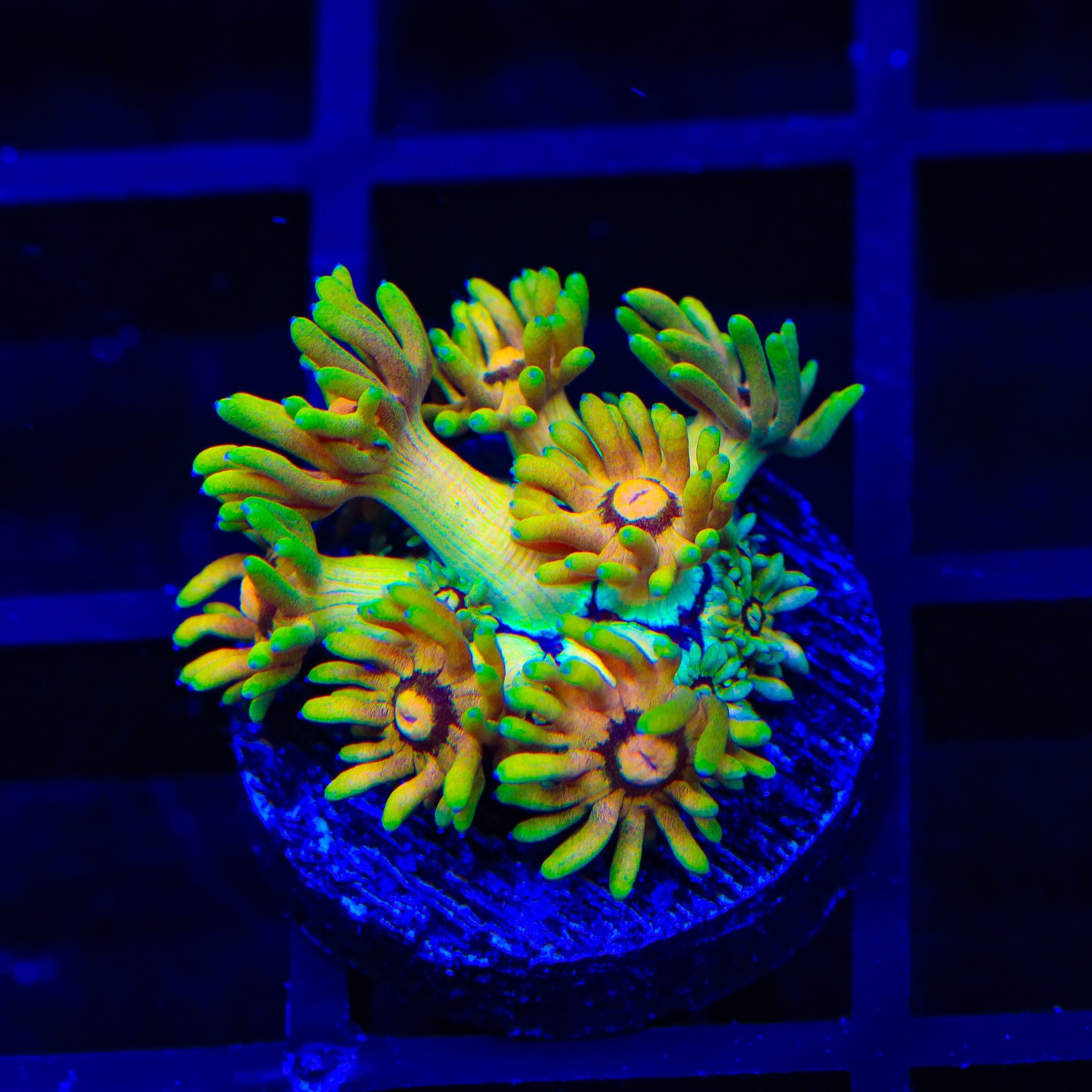 TSA Fruit Salad Goniopora Coral