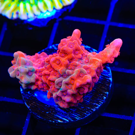 TSA Fruit Swirl Tricolor Grafted Montipora Setosa Coral