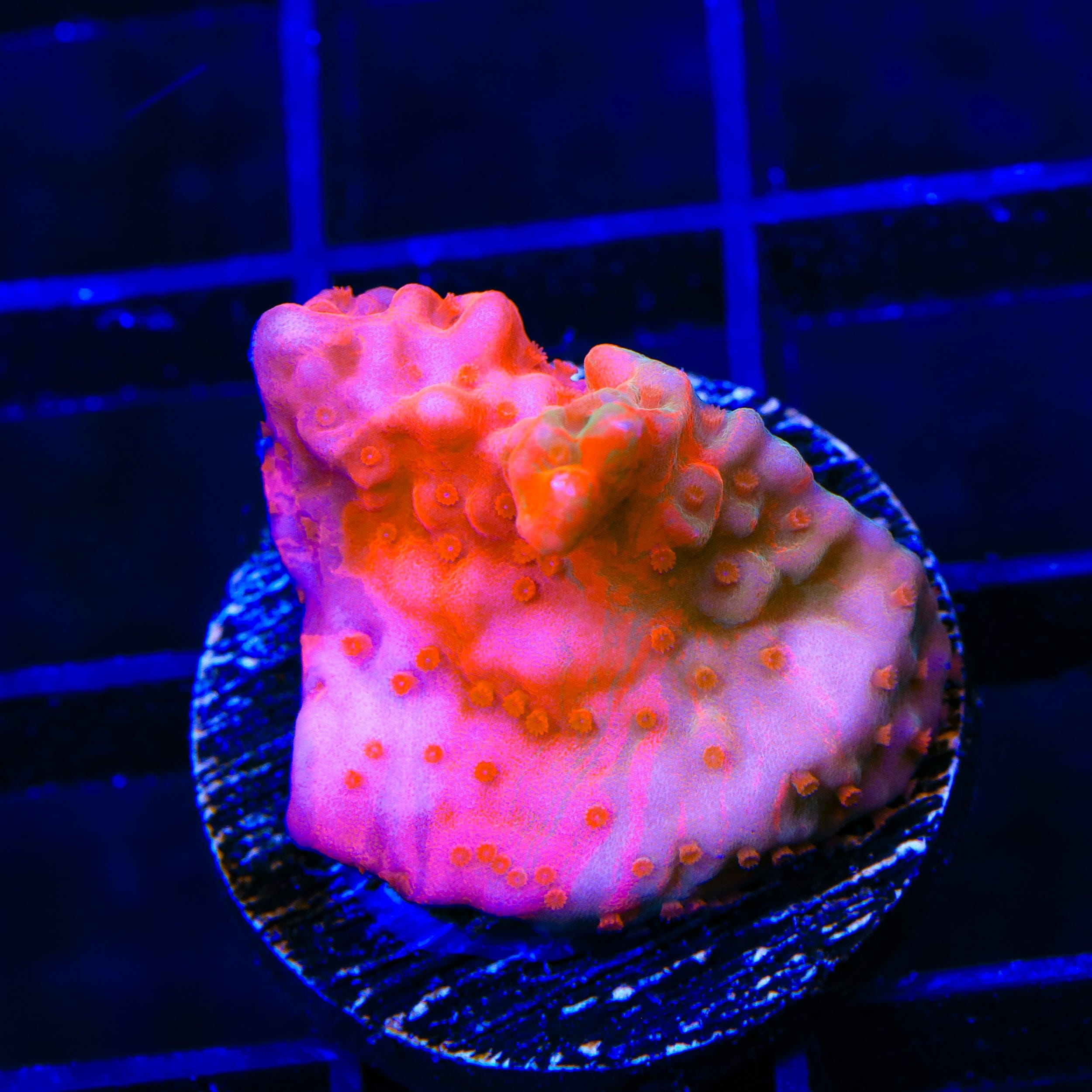 TSA Fruit Swirl Tricolor Grafted Montipora Setosa Coral