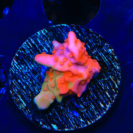 TSA Fruit Swirl Tricolor Grafted Montipora Setosa Coral
