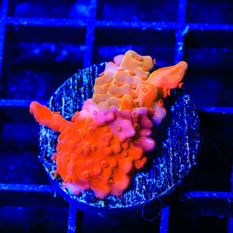 TSA Fruit Swirl Tricolor Grafted Montipora Setosa Coral