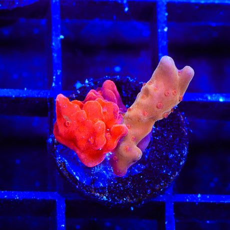 TSA Fruit Swirl Tricolor Grafted Montipora Setosa Coral