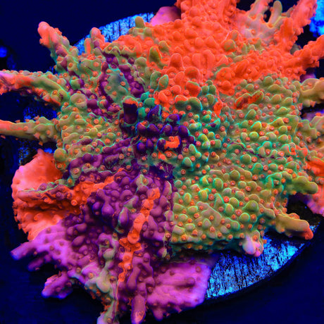 TSA Fruit Swirl Tricolor Grafted Montipora Setosa Coral