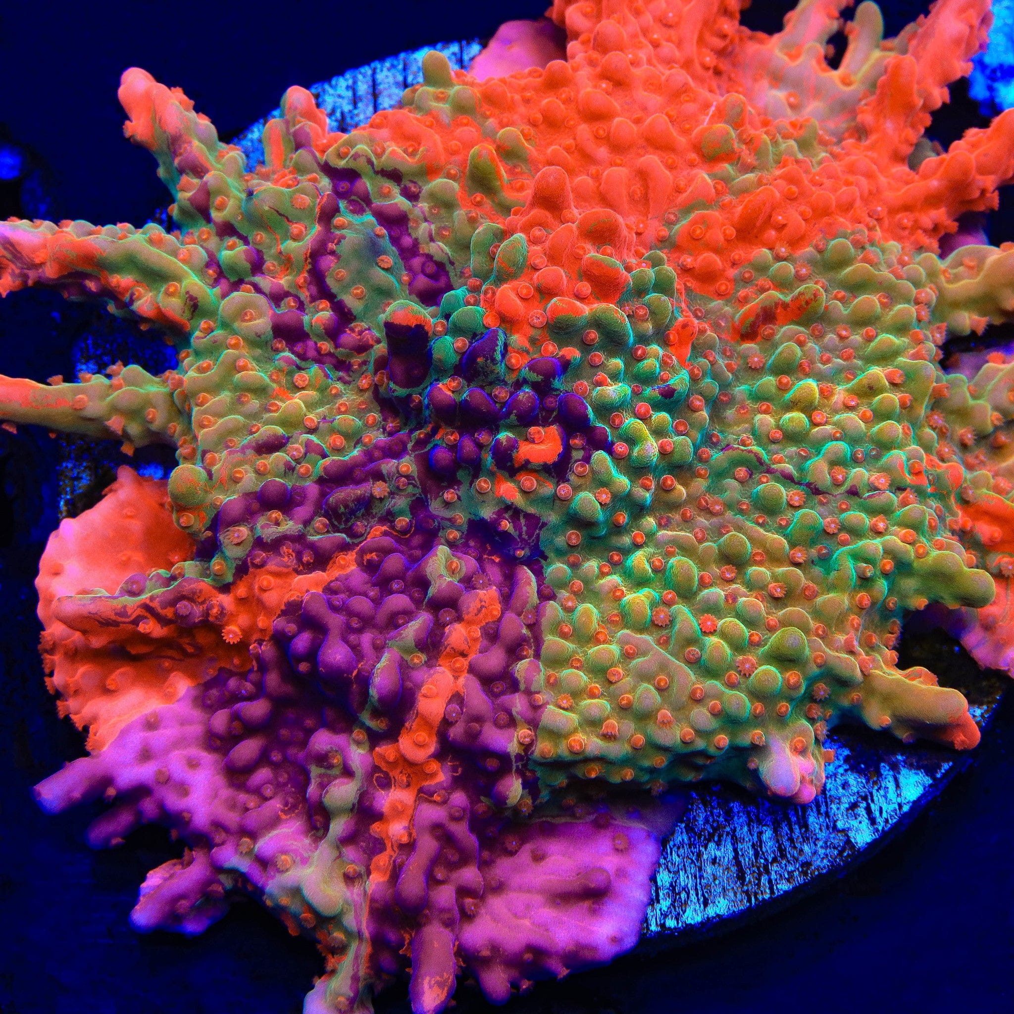 TSA Fruit Swirl Tricolor Grafted Montipora Setosa Coral