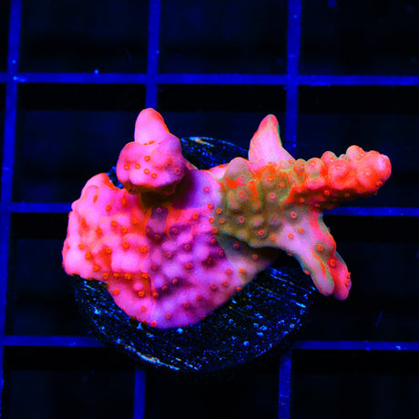 TSA Fruit Swirl Tricolor Grafted Setosa Montipora Coral