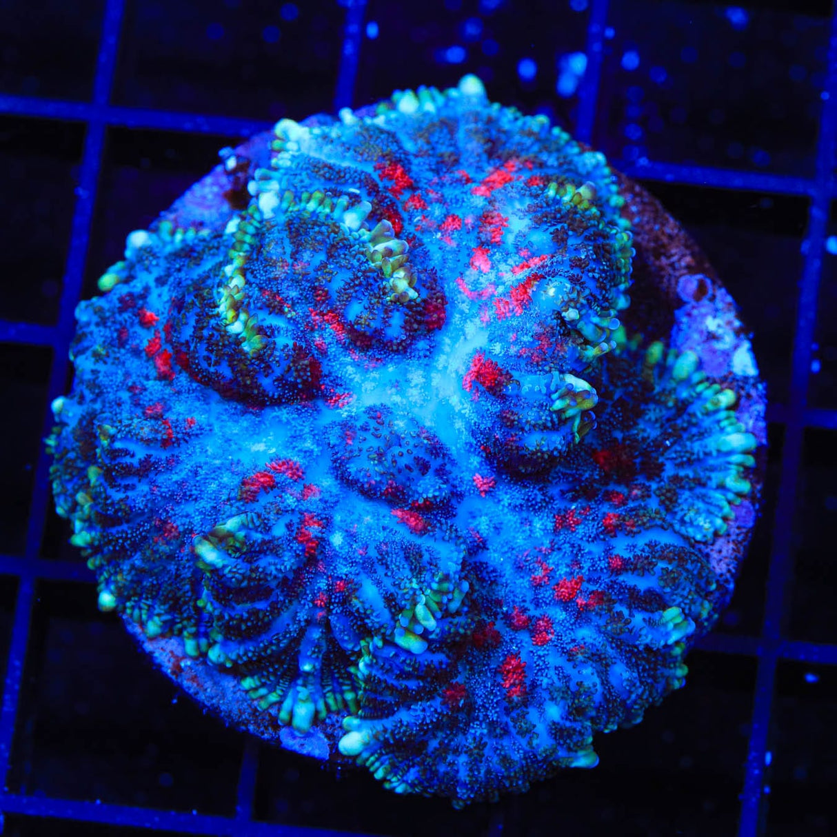 TSA Fruitcake Rhodactis Mushroom Coral