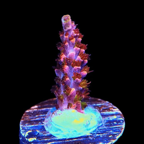 TSA Fruity Pebbles Acropora Coral