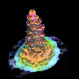 TSA Fruity Pebbles Acropora Coral